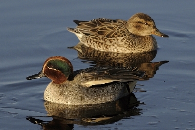 17 Feathers and frost - two ducks 17 Feathers and frost - two ducks