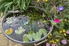 14 - Make your patio a haven for wildlife